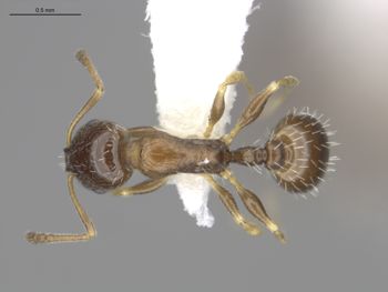Media type: image;   Entomology 566048 Aspect: dorsal